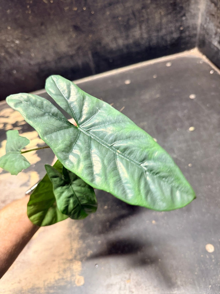 Handpicked 286 - Alocasia Heterophylla Corazon - 100mm Pot | Uprooted