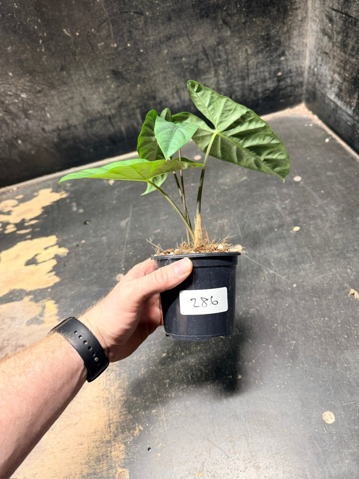 Handpicked 286 - Alocasia Heterophylla Corazon - 100mm Pot | Uprooted
