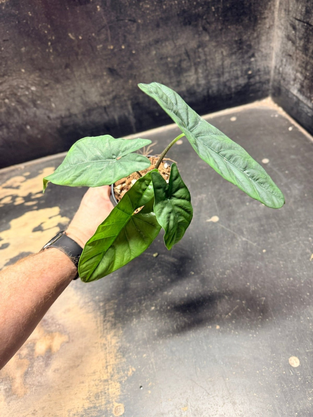 Handpicked 286 - Alocasia Heterophylla Corazon - 100mm Pot | Uprooted