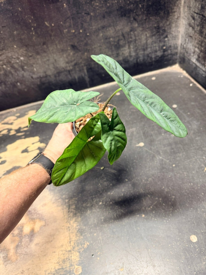 Handpicked 286 - Alocasia Heterophylla Corazon - 100mm Pot | Uprooted
