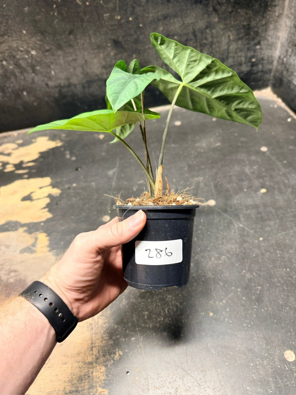 Handpicked 286 - Alocasia Heterophylla Corazon - 100mm Pot | Uprooted