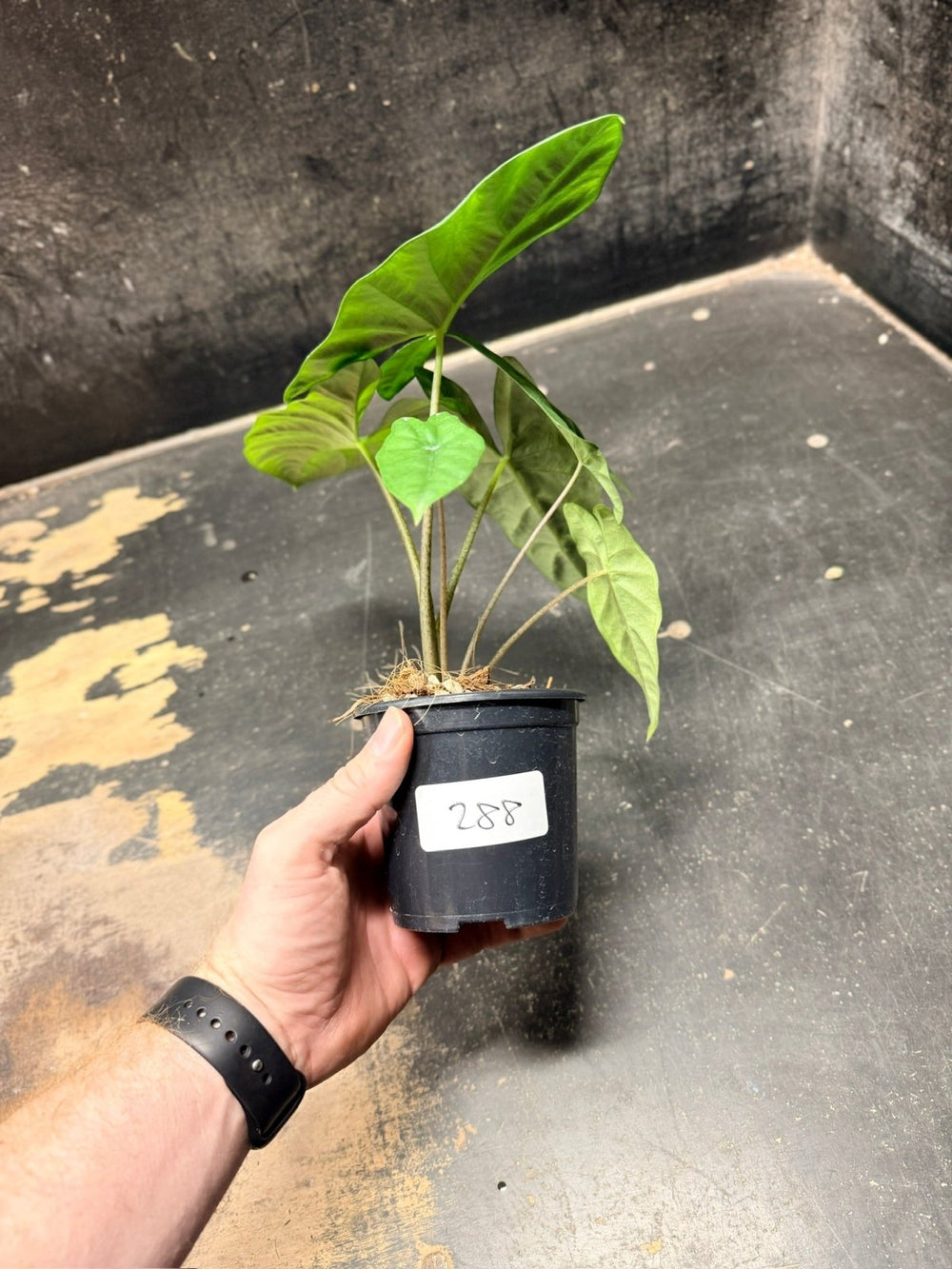 Handpicked 288 - Alocasia Heterophylla Corazon - 100mm Pot | Uprooted