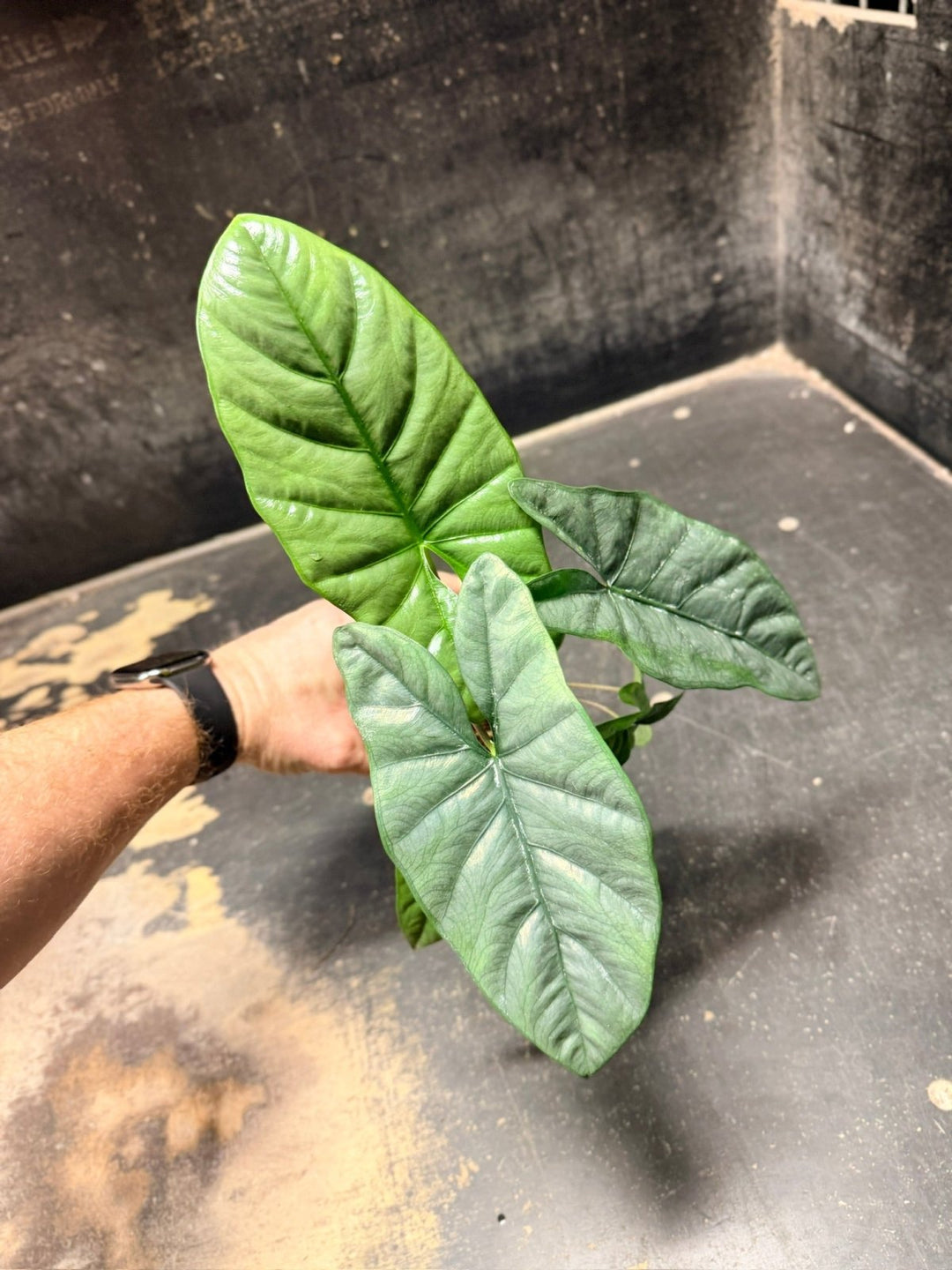 Handpicked 288 - Alocasia Heterophylla Corazon - 100mm Pot | Uprooted