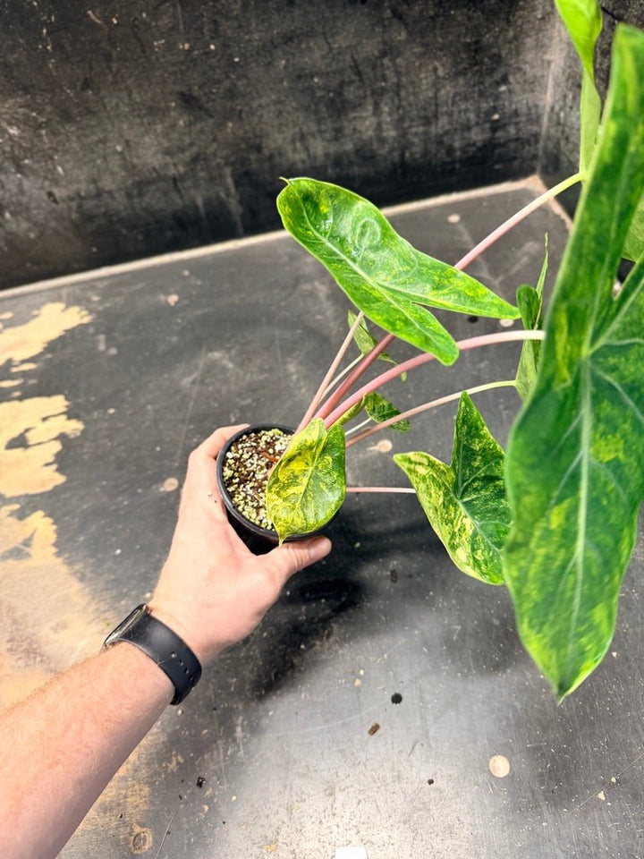 Handpicked 29 - Alocasia Morocco Variegata Aurea - 100mm Pot | Uprooted