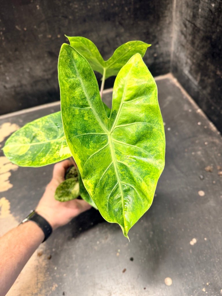 Handpicked 29 - Alocasia Morocco Variegata Aurea - 100mm Pot | Uprooted