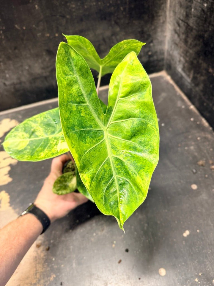 Handpicked 29 - Alocasia Morocco Variegata Aurea - 100mm Pot | Uprooted