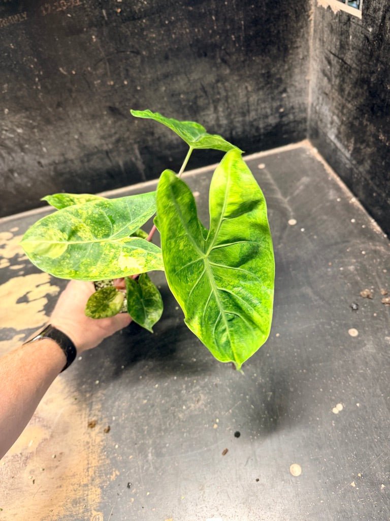 Handpicked 29 - Alocasia Morocco Variegata Aurea - 100mm Pot | Uprooted