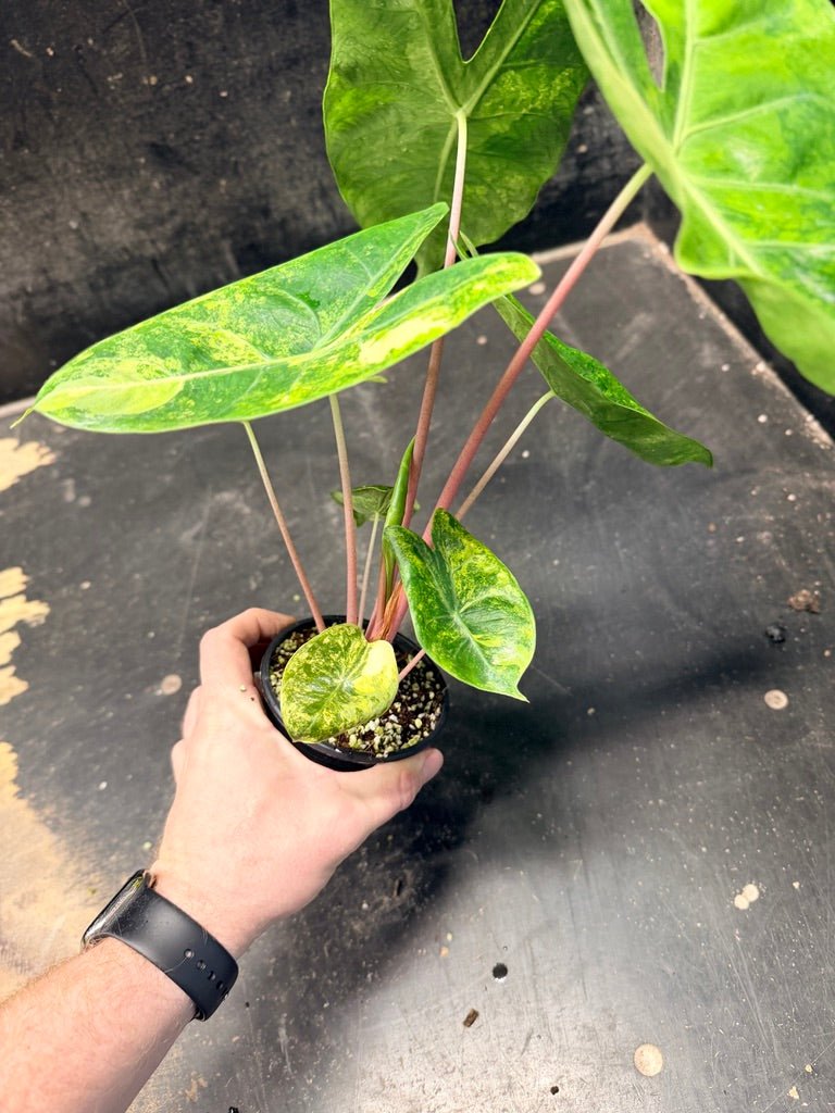 Handpicked 29 - Alocasia Morocco Variegata Aurea - 100mm Pot | Uprooted