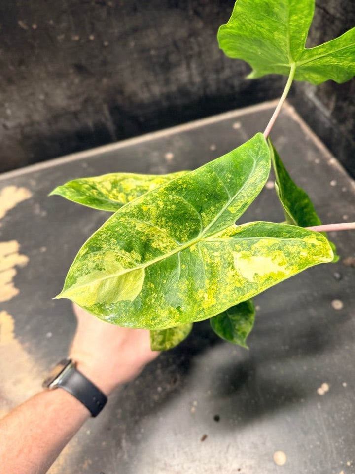 Handpicked 29 - Alocasia Morocco Variegata Aurea - 100mm Pot | Uprooted