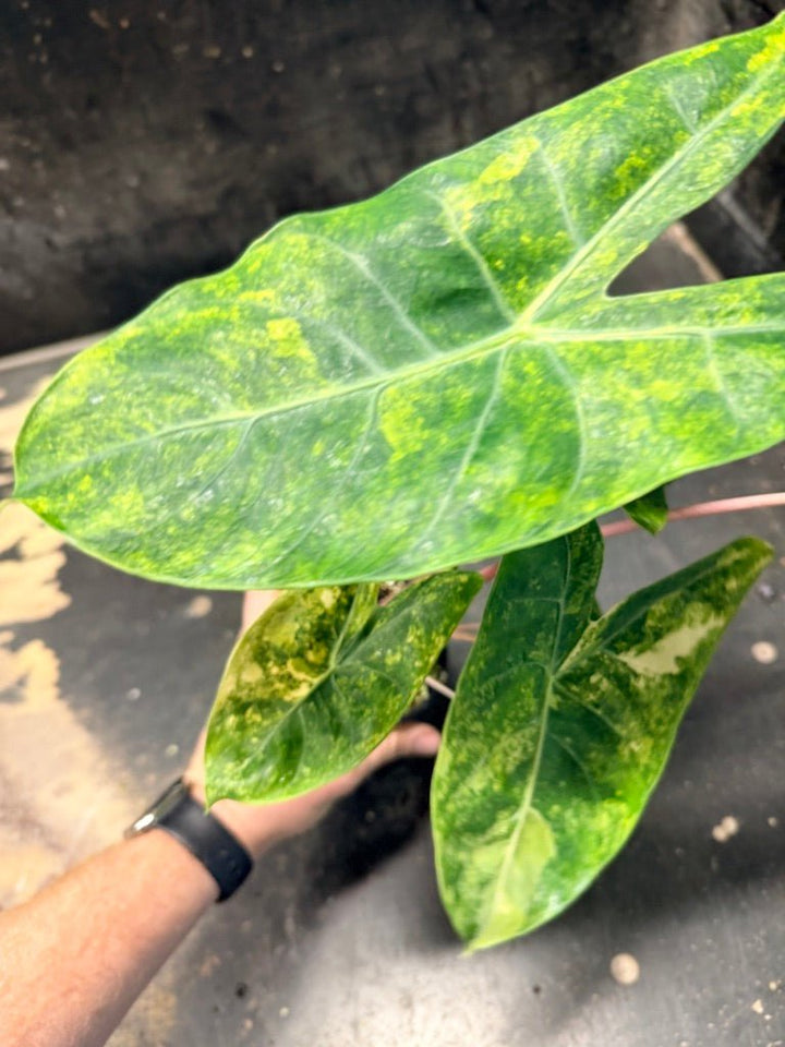 Handpicked 29 - Alocasia Morocco Variegata Aurea - 100mm Pot | Uprooted