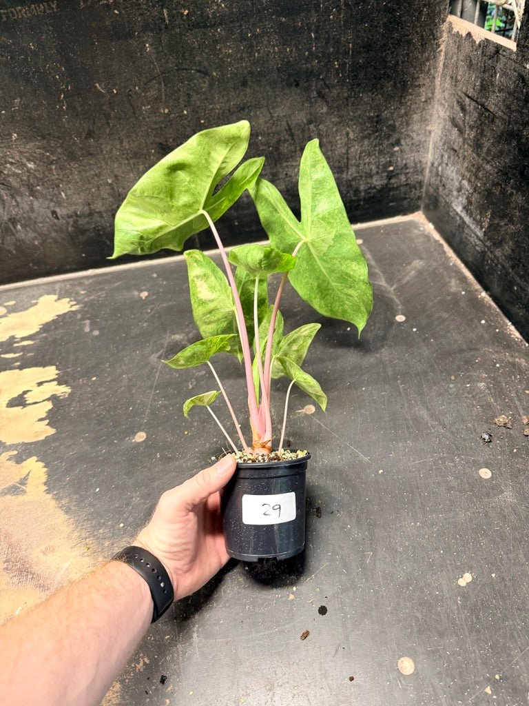 Handpicked 29 - Alocasia Morocco Variegata Aurea - 100mm Pot | Uprooted