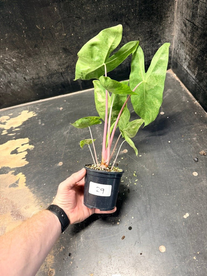Handpicked 29 - Alocasia Morocco Variegata Aurea - 100mm Pot | Uprooted