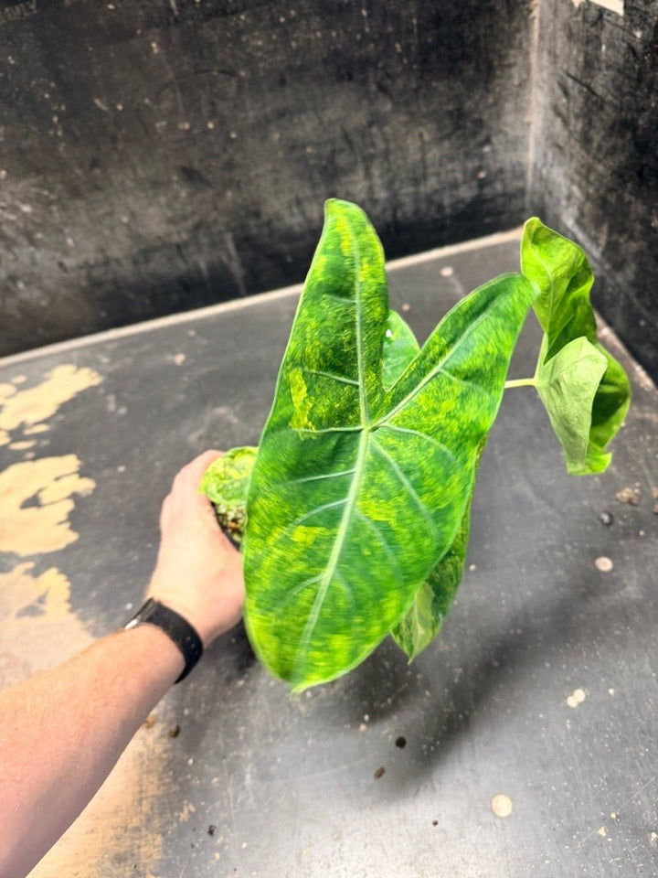 Handpicked 29 - Alocasia Morocco Variegata Aurea - 100mm Pot | Uprooted