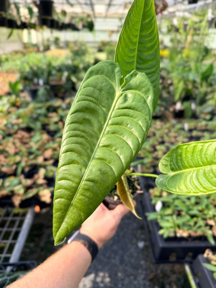 Handpicked 29 - Anthurium Veitchii - Intermediate Form | Uprooted