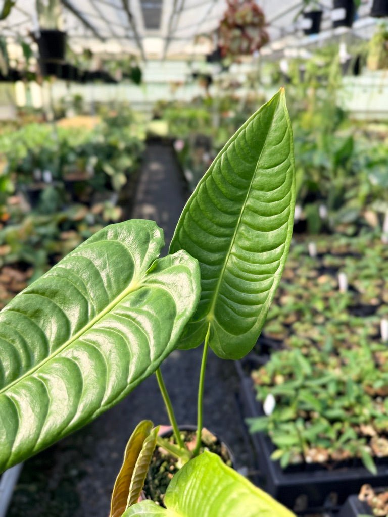 Handpicked 29 - Anthurium Veitchii - Intermediate Form | Uprooted