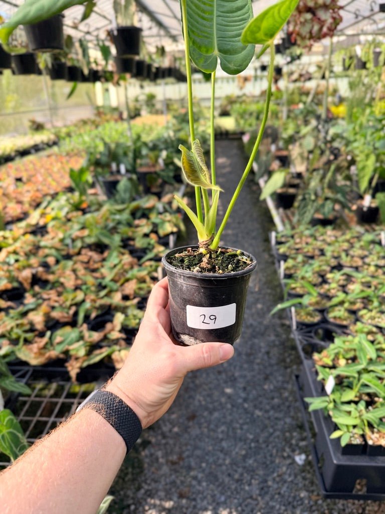 Handpicked 29 - Anthurium Veitchii - Intermediate Form | Uprooted