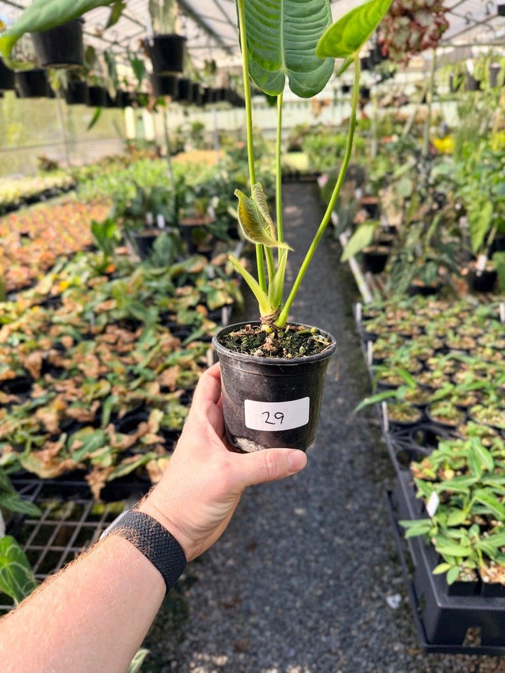 Handpicked 29 - Anthurium Veitchii - Intermediate Form | Uprooted