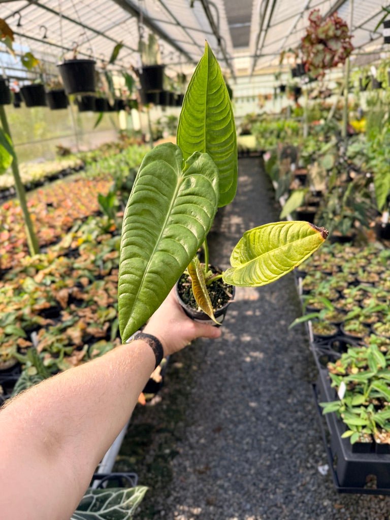 Handpicked 29 - Anthurium Veitchii - Intermediate Form | Uprooted