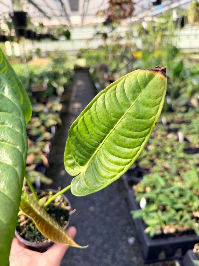 Handpicked 29 - Anthurium Veitchii - Intermediate Form | Uprooted