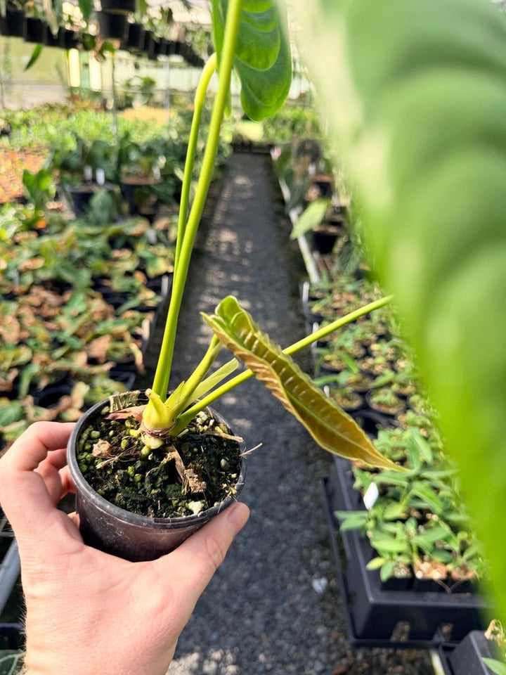 Handpicked 29 - Anthurium Veitchii - Intermediate Form | Uprooted