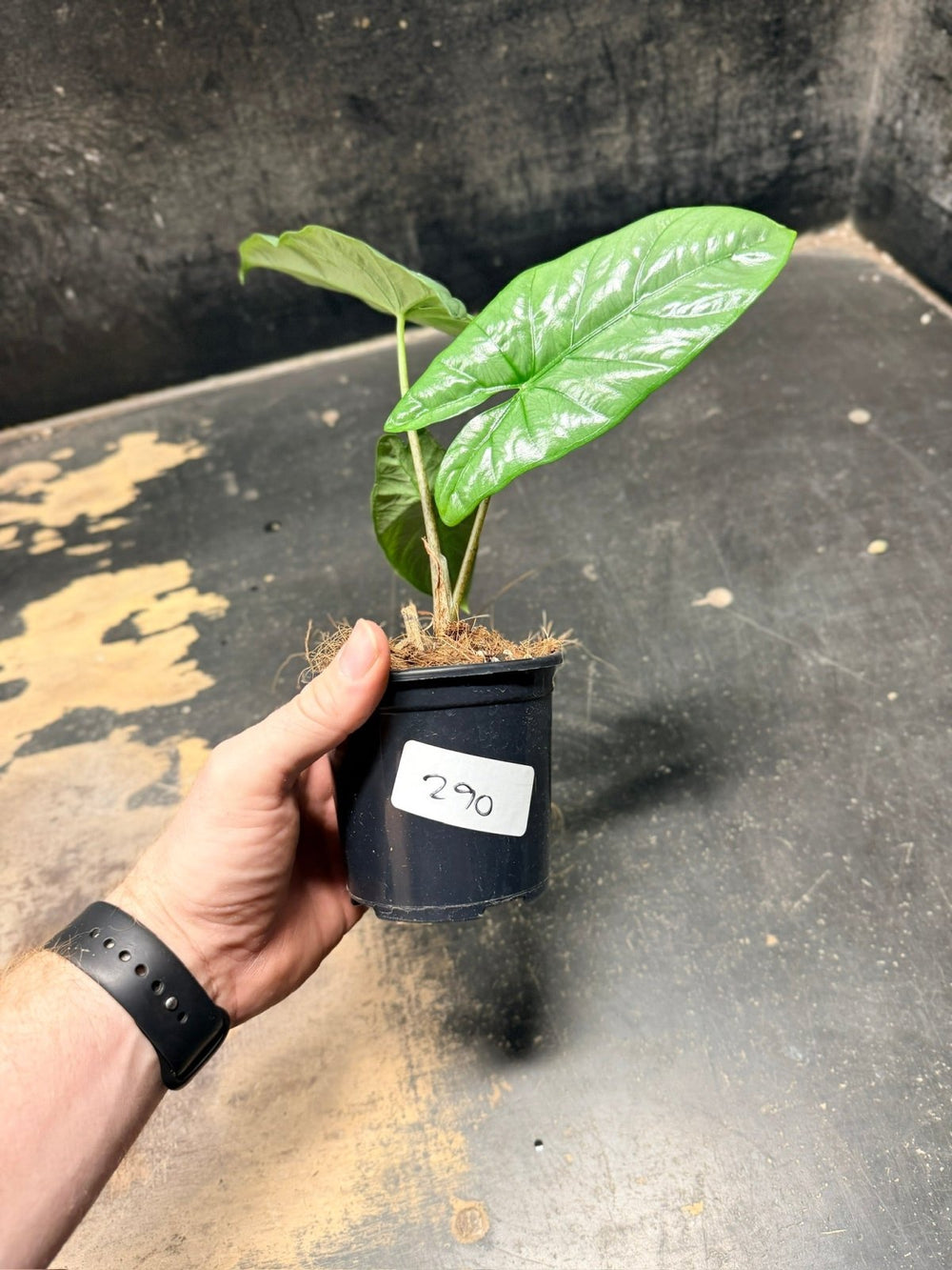 Handpicked 290 - Alocasia Heterophylla Corazon - 100mm Pot | Uprooted