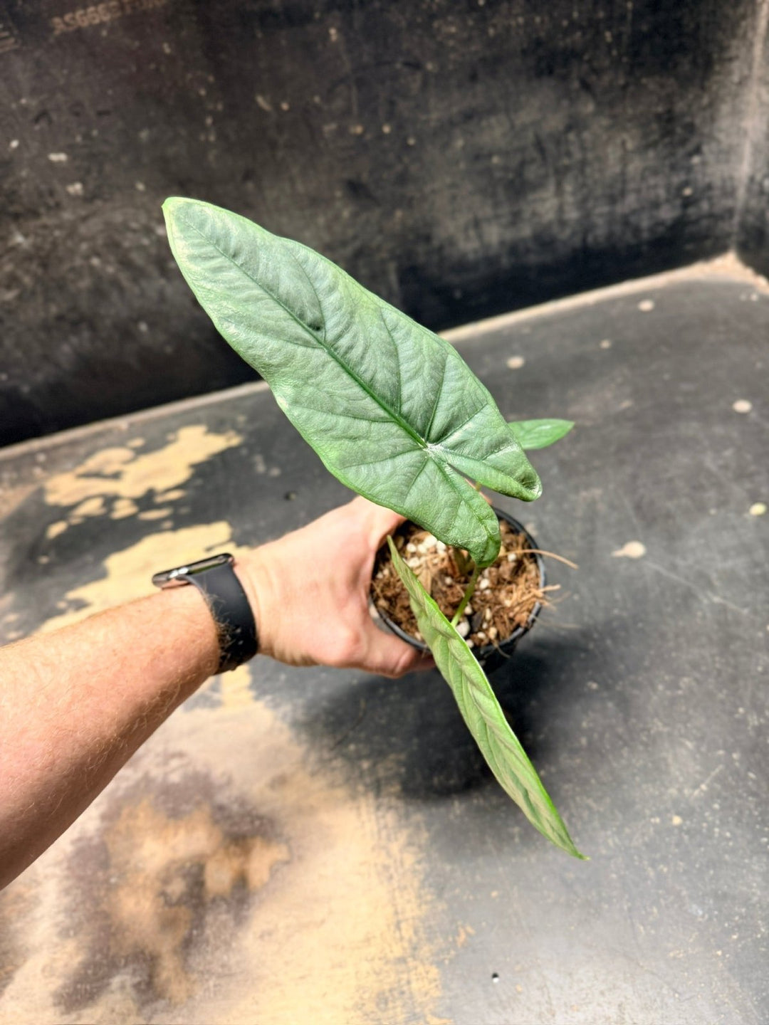 Handpicked 290 - Alocasia Heterophylla Corazon - 100mm Pot | Uprooted
