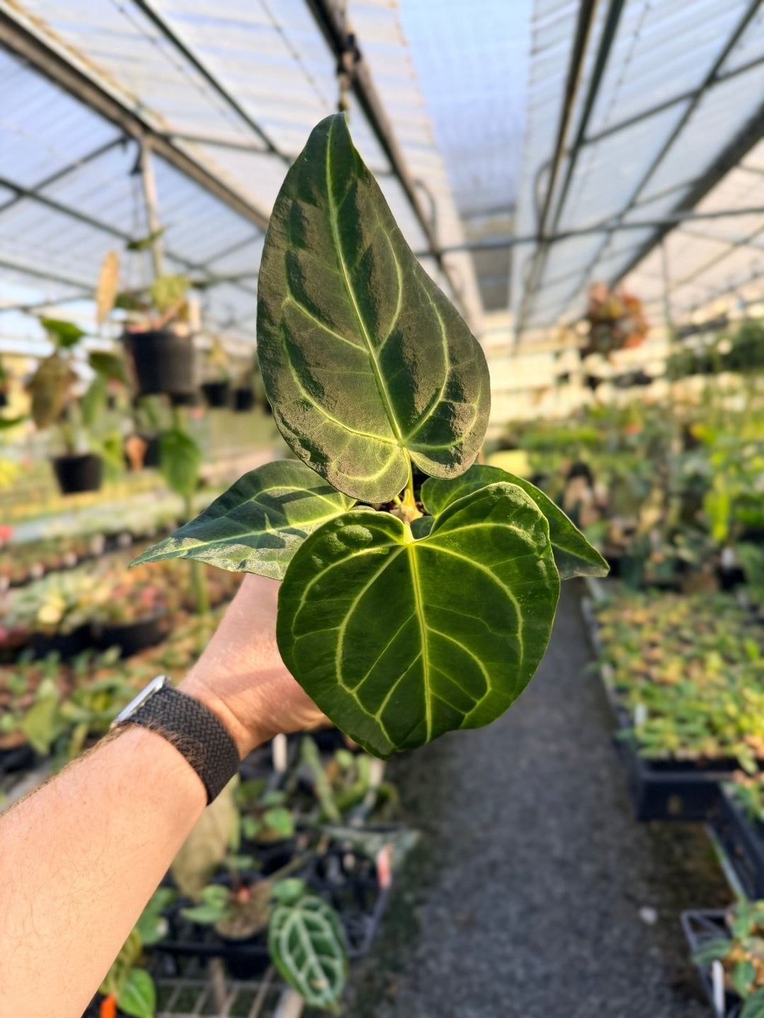 Handpicked 3 - Anthurium Regale | Uprooted