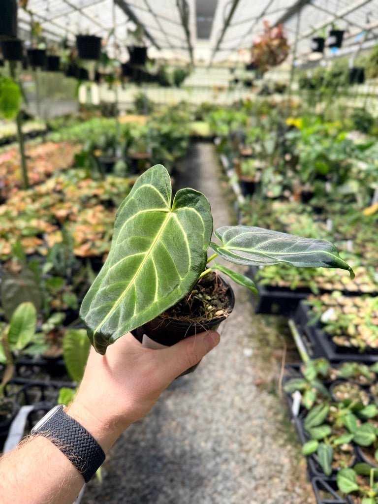 Handpicked 3 - Anthurium Regale | Uprooted