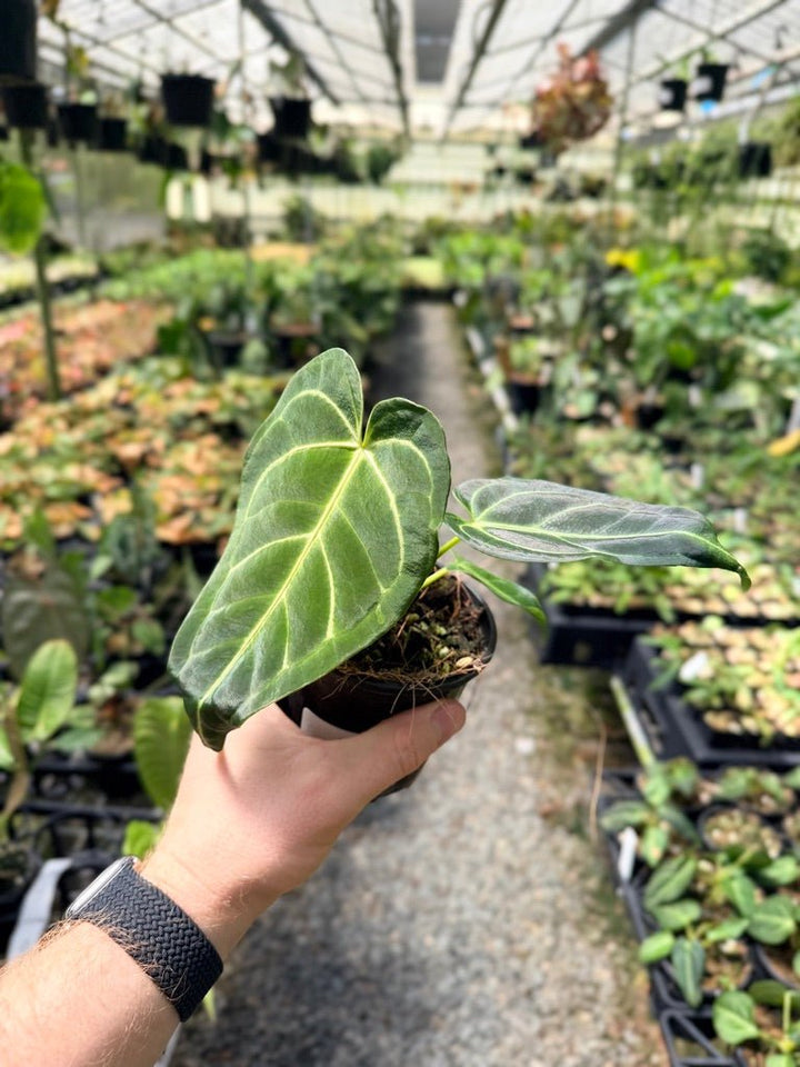 Handpicked 3 - Anthurium Regale | Uprooted