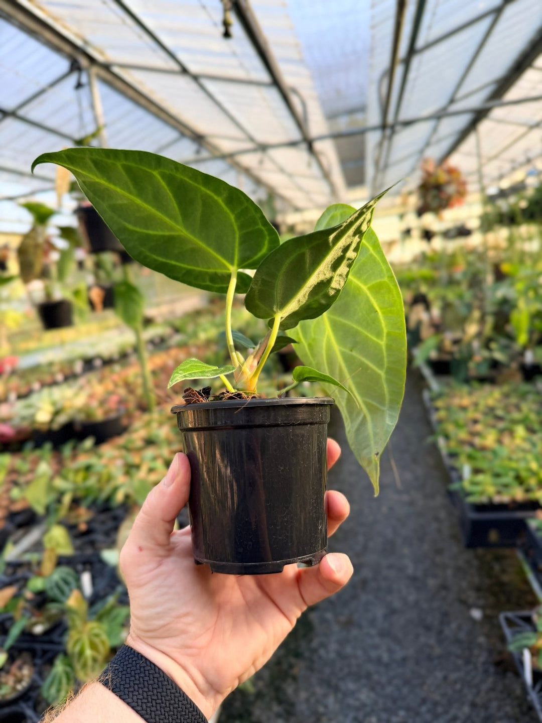 Handpicked 3 - Anthurium Regale | Uprooted