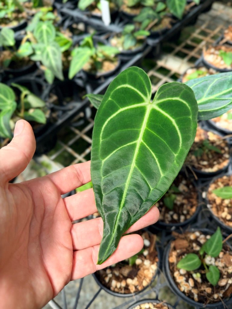 Handpicked 3 - Anthurium Regale | Uprooted