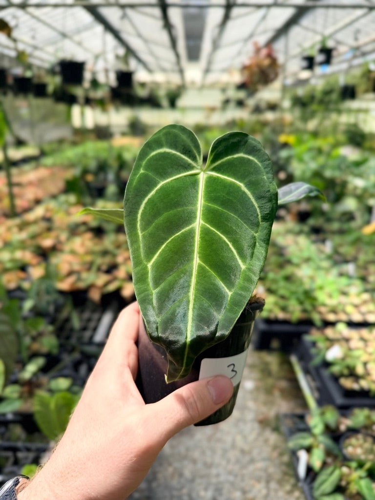 Handpicked 3 - Anthurium Regale | Uprooted