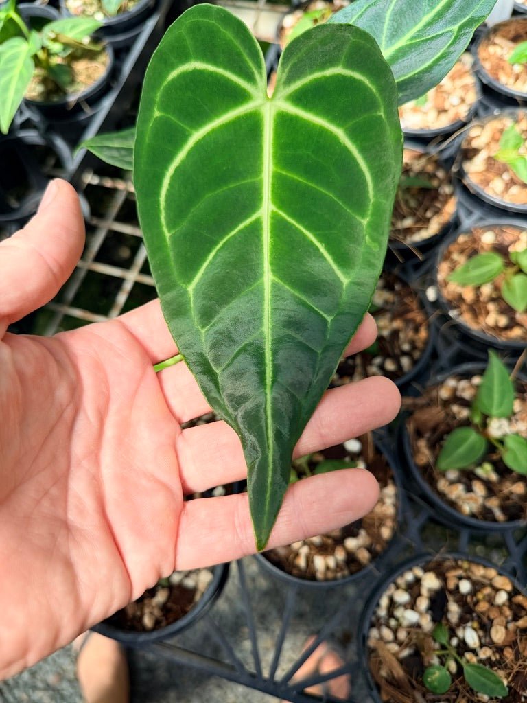 Handpicked 3 - Anthurium Regale | Uprooted