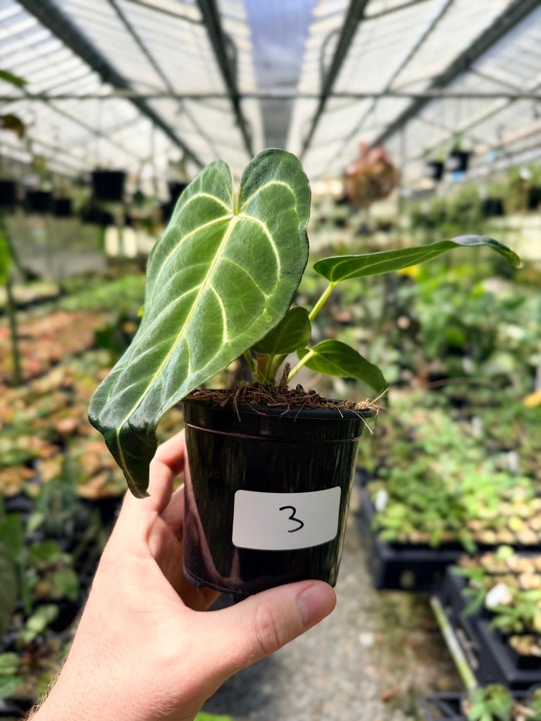 Handpicked 3 - Anthurium Regale | Uprooted