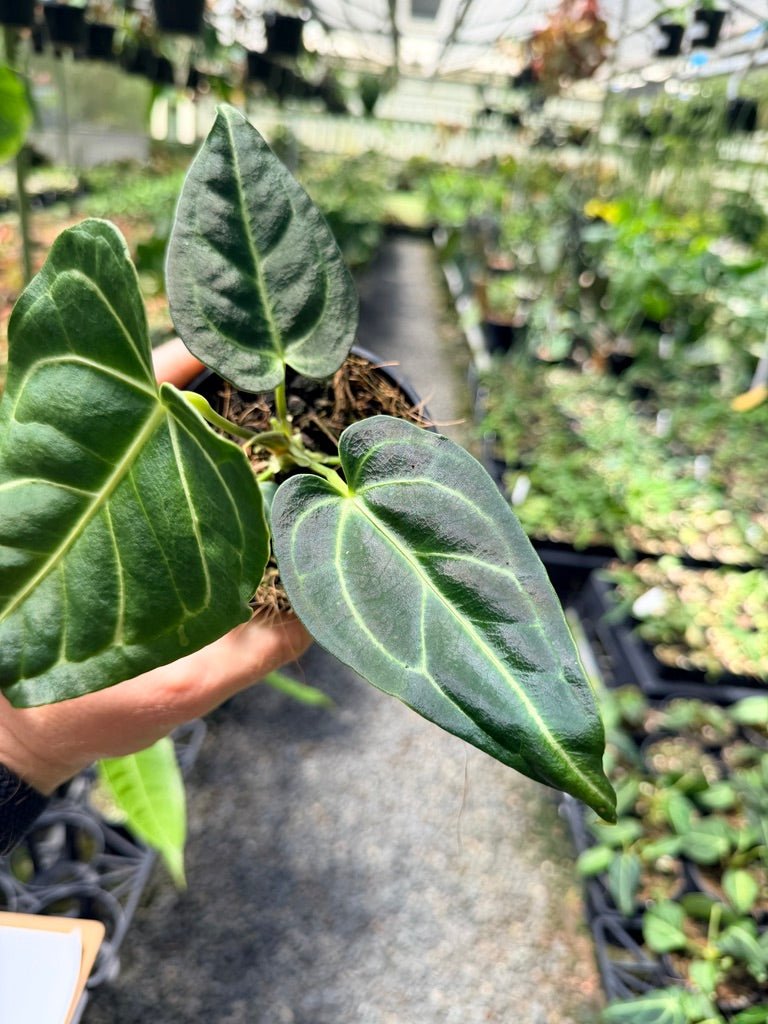Handpicked 3 - Anthurium Regale | Uprooted