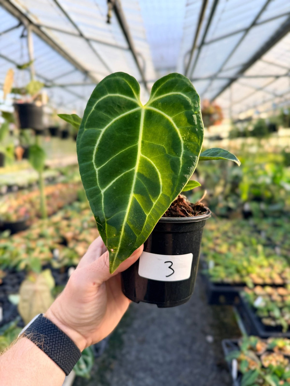 Handpicked 3 - Anthurium Regale | Uprooted