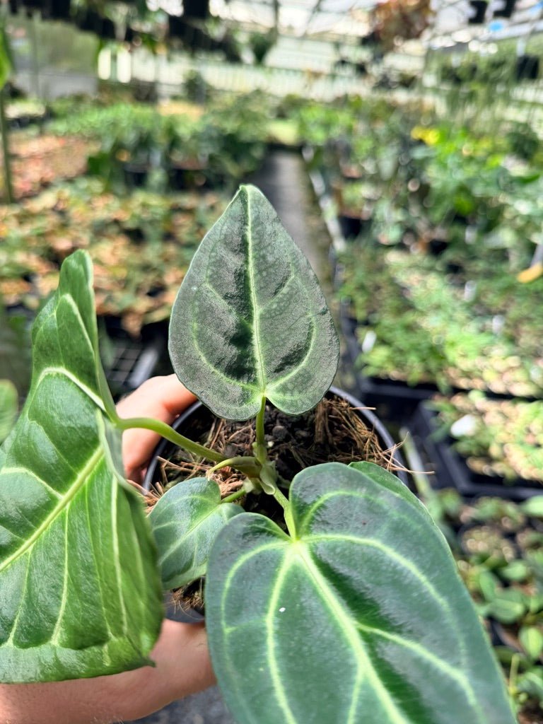 Handpicked 3 - Anthurium Regale | Uprooted
