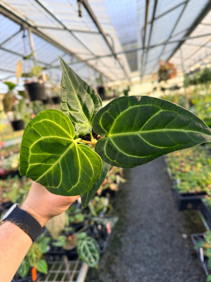 Handpicked 3 - Anthurium Regale | Uprooted