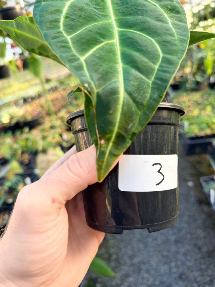 Handpicked 3 - Anthurium Regale | Uprooted