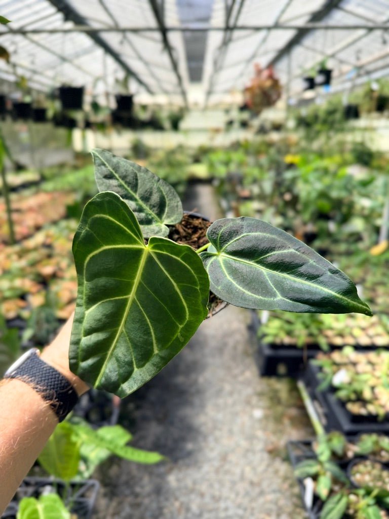 Handpicked 3 - Anthurium Regale | Uprooted