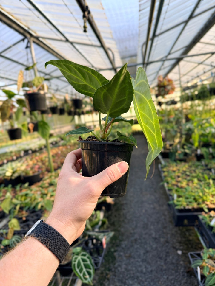Handpicked 3 - Anthurium Regale | Uprooted
