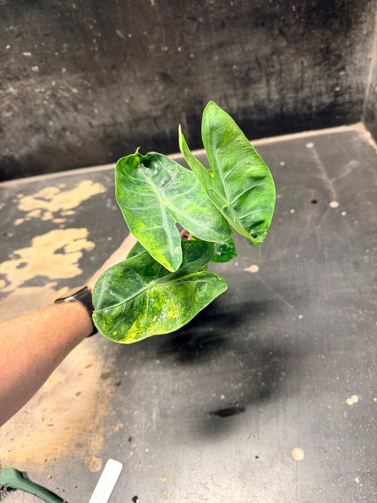 Handpicked 30 - Alocasia Morocco Variegata Aurea - 100mm Pot | Uprooted