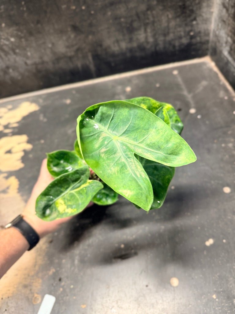 Handpicked 30 - Alocasia Morocco Variegata Aurea - 100mm Pot | Uprooted