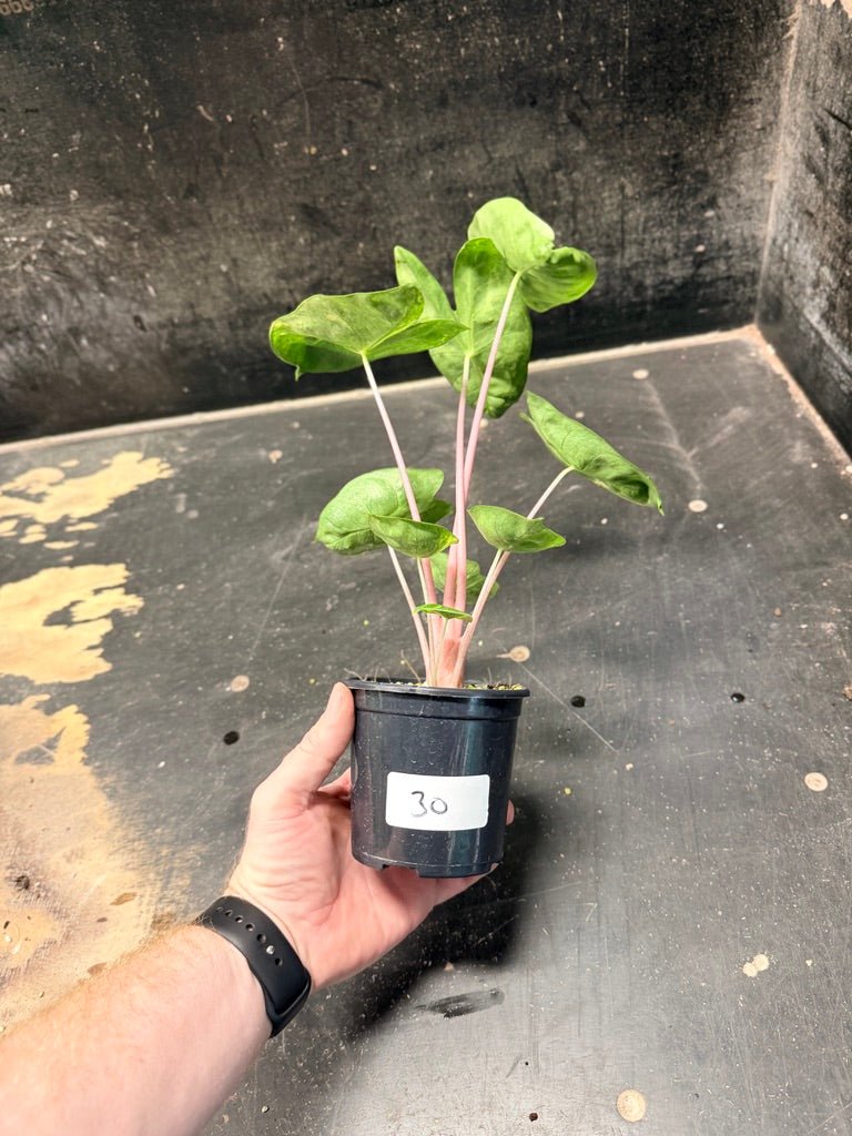 Handpicked 30 - Alocasia Morocco Variegata Aurea - 100mm Pot | Uprooted