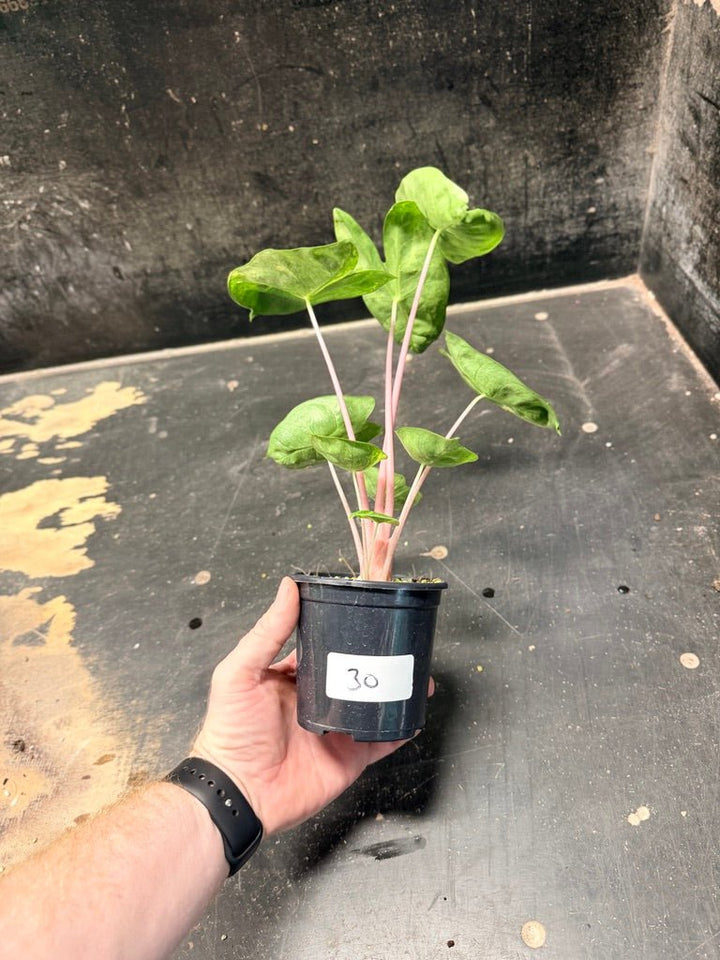 Handpicked 30 - Alocasia Morocco Variegata Aurea - 100mm Pot | Uprooted