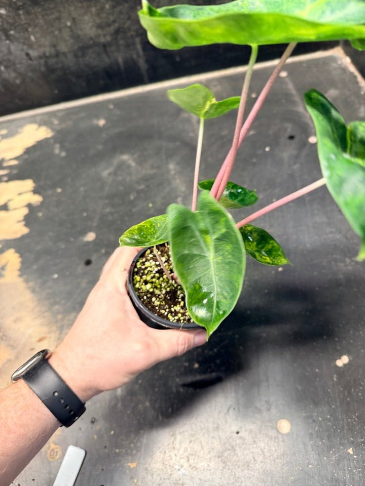Handpicked 30 - Alocasia Morocco Variegata Aurea - 100mm Pot | Uprooted