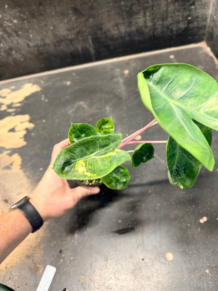 Handpicked 30 - Alocasia Morocco Variegata Aurea - 100mm Pot | Uprooted