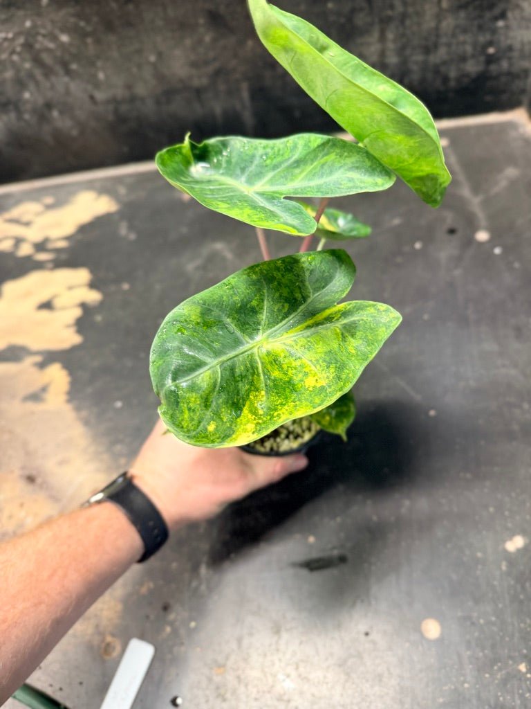 Handpicked 30 - Alocasia Morocco Variegata Aurea - 100mm Pot | Uprooted