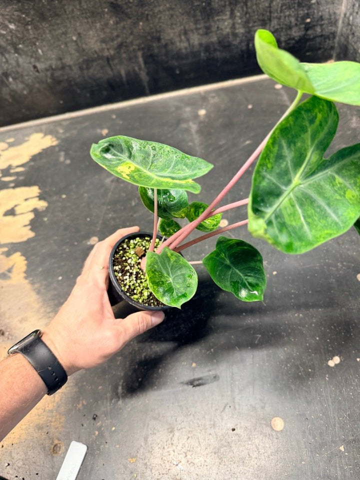 Handpicked 30 - Alocasia Morocco Variegata Aurea - 100mm Pot | Uprooted