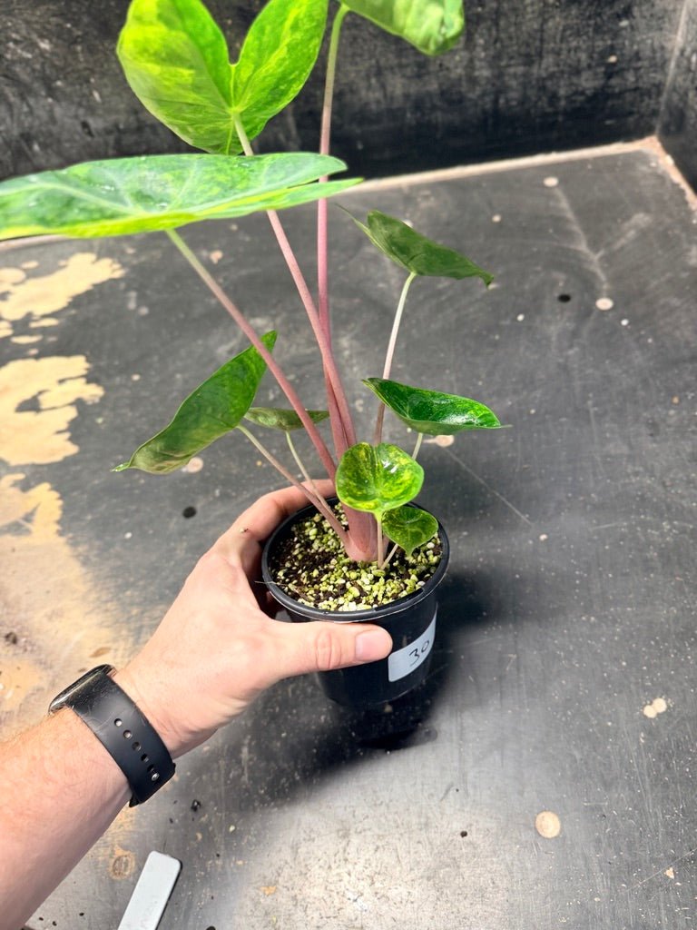 Handpicked 30 - Alocasia Morocco Variegata Aurea - 100mm Pot | Uprooted